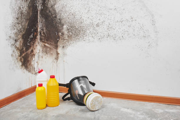 Best Basement Mold Remediation in Rutherford College, NC