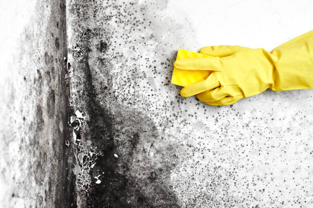 Best Emergency Mold Remediation in Rutherford College, NC