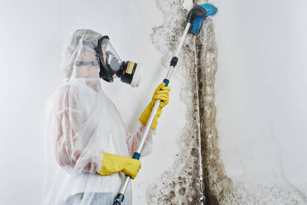 Best Mold Testing and Inspection Services in Rutherford College, NC