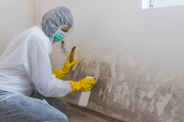 Best Basement Mold Remediation in Rutherford College, NC