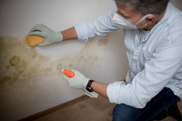 Best Residential Mold Remediation in Rutherford College, NC