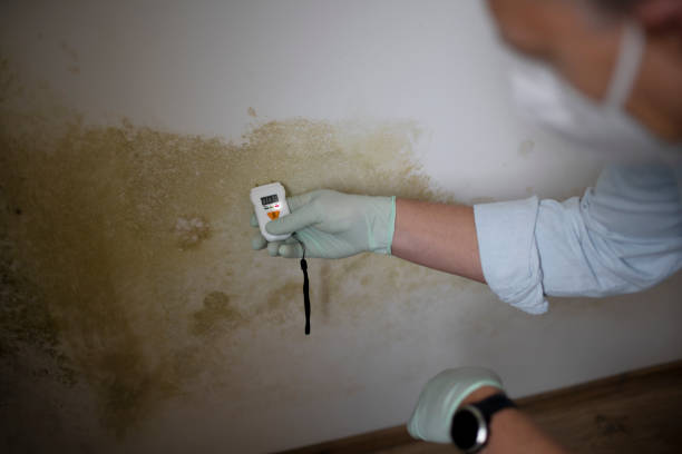 Best Mold Remediation for Specific Building Types in Rutherford College, NC