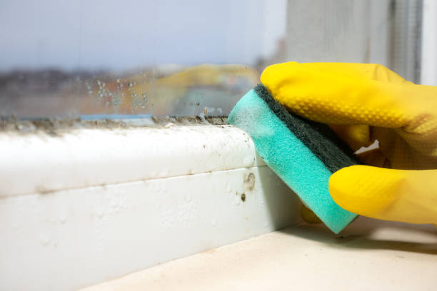 Best Preventive Mold Services in Rutherford College, NC