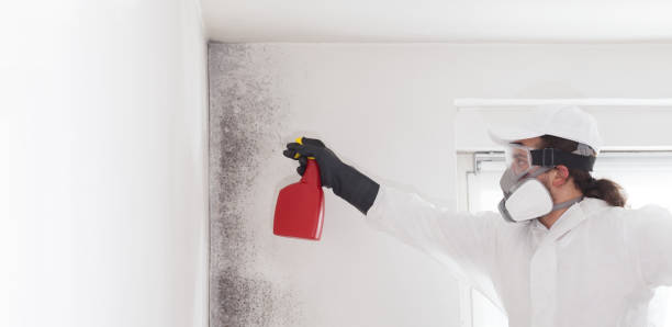  Rutherford College, NC Mold Removal Pros