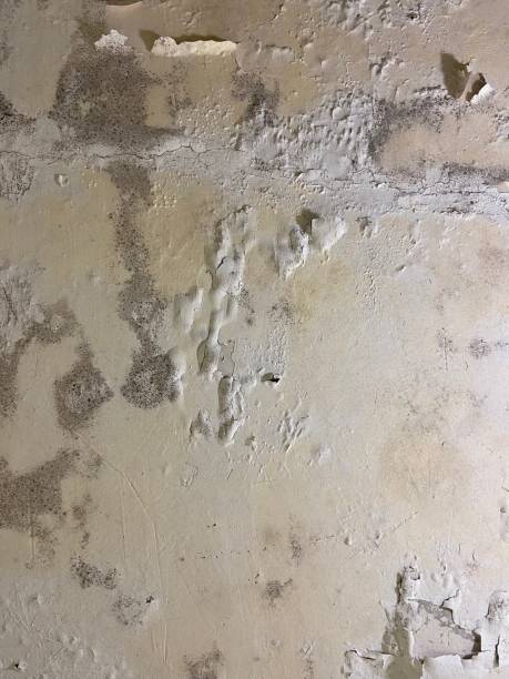 Best Commercial Mold Remediation in Rutherford College, NC