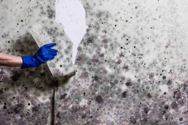 Best Attic Mold Remediation in Rutherford College, NC