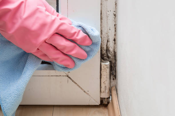  Rutherford College, NC Mold Removal Pros